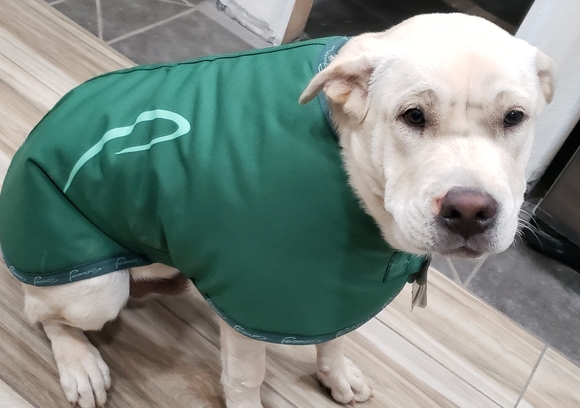 Pessoa Dog Coat - Picture 8 of 8